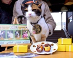 日本猫站长成“招财猫”吸引众多海外游客